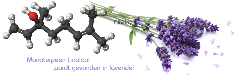Linanool in Lavendel